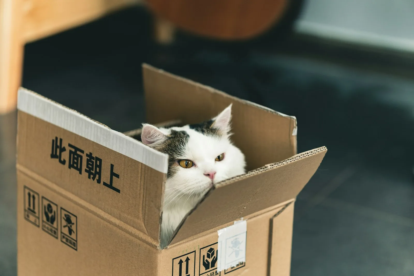 Vit och svart katt sitter i en öppen kartong med asiatiska symboler och etiketter.